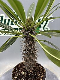 Madagaskar Palmiyesi