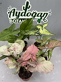 5 li syngonium seti