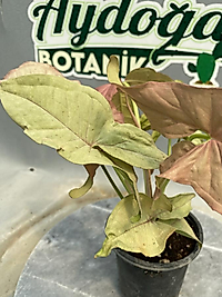 Syngonium