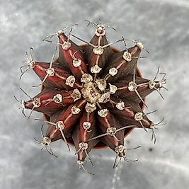 Gymnocalycium Variegata No:21