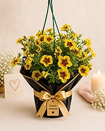 Petunya 🌼