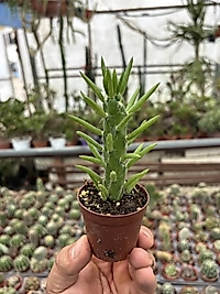 Opuntia Subulata