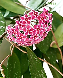 Hoya Pubicalyx Splash (Mum Çiçeği)