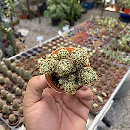 Mammillaria Prolifera