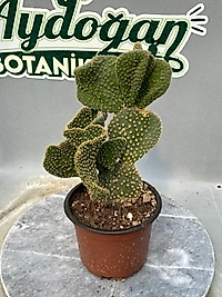 Opuntia cristata