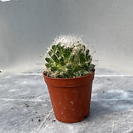 Mammilaria