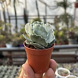 Cotyledon undulata