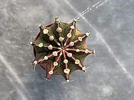 Gymnocalycium Variegata No:1