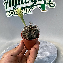 Gymnocalycium