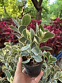 kalanchoe fedtschenkoi variegata