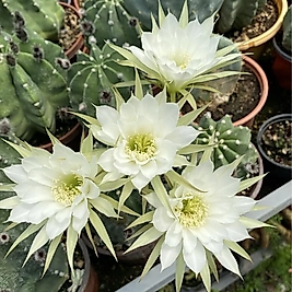 Echinopsis