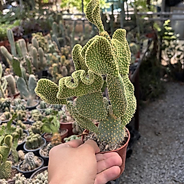 Opuntia cristata