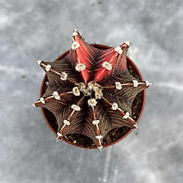 Gymnocalycium Variegata No:40