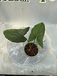 Yeşil Melek Kanadı 8.5cm saksıda