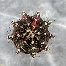 Gymnocalycium Variegata No:27