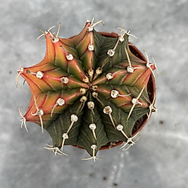 Gymnocalycium Variegata No:33
