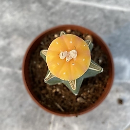 Astrophytum variagata