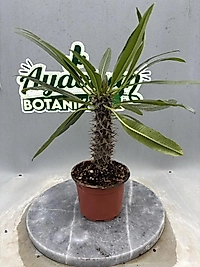 Madagaskar Palmiyesi