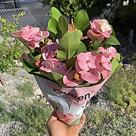 Dikenlerin Tacı (Euphorbia Milli)