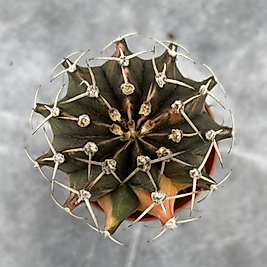 Gymnocalycium Variegata No:30