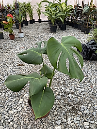 Monstera Deliciosa