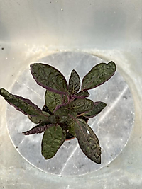 Mor Hemigrafis 8.5cm saksıda