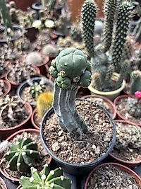 Lophophora williamsii
