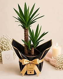 2’li Yucca