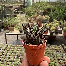 5,5cm saksıda Howartia