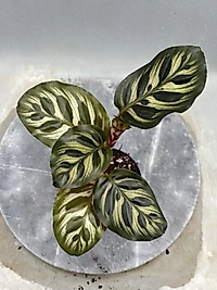 Calathea makayona