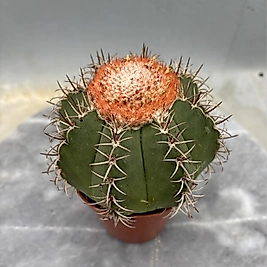 🌵 Melocactus Matanzanus