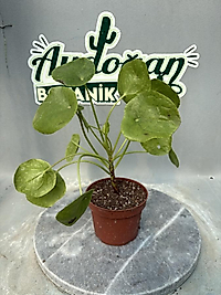 Pilea 8.5cm saksıda
