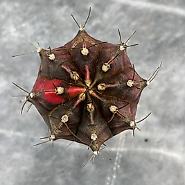 Gymnocalycium Variegata No:25