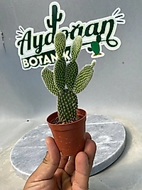Opuntia
