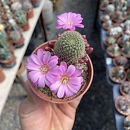 Rebutia