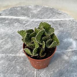 Opuntia Cristata