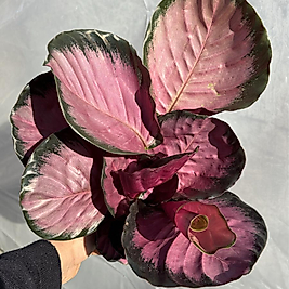 Calathea Roseopicta (Dua Çiçeği)