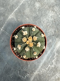 Astrophytum