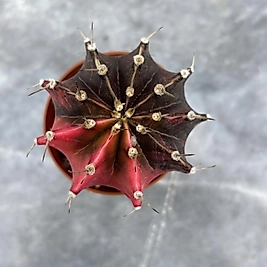 Gymnocalycium Variegata No:44