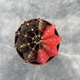 Gymnocalycium Variegata No:8