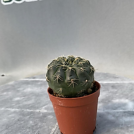 Gymnocalycium