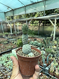 Tephro kaktüs (dinozor yumurtası)