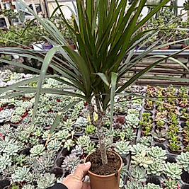 Marginata