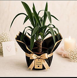 Tekli Yucca