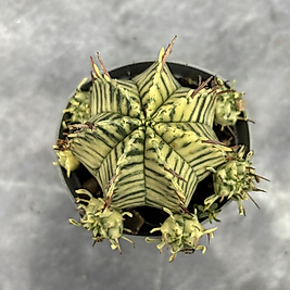 🔥 Euphorbia Meloformis Variegated