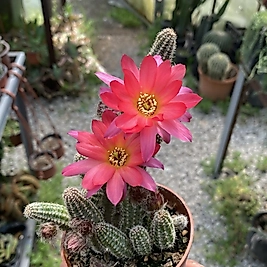 Pembe çiçekli yılan kaktüs