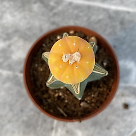 Astrophytum variagata