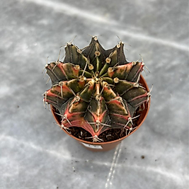 Gymnocalycium Variegata No:28