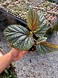 Çilli Begonya 8.5cm saksıda