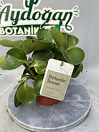 Peperomia Obtusifolia ( Yeşil Zümrüt Dalgası)